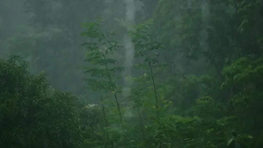 La calma de la lluvia